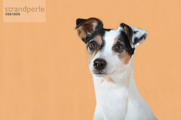 Parson Russell Terrier  Portrait