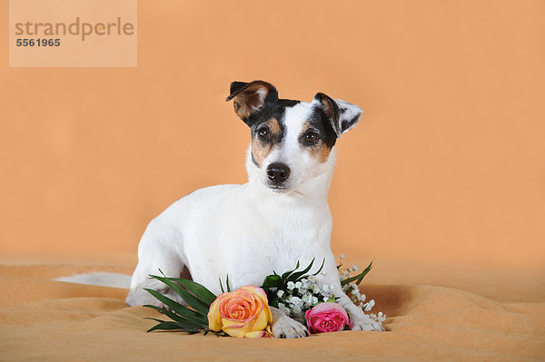 Parson Russell Terrier  liegend neben Blumen