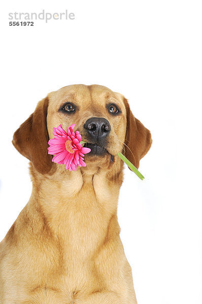 Gelbe Labrador Retriever Hündin Portrait mit rosa Blume  Gerbera im Maul
