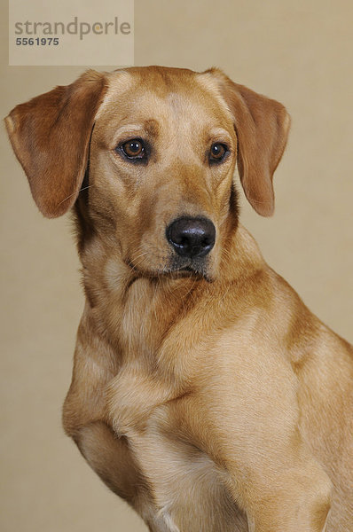 Gelbe Labrador Retriever Hündin  Portrait