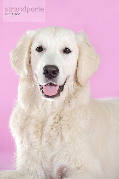 Golden Retriever  Portrait vor Rosa