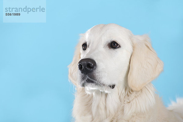 Golden Retriever  Portrait