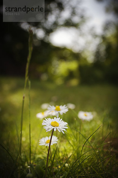 Gänseblümchen auf einer Wiese