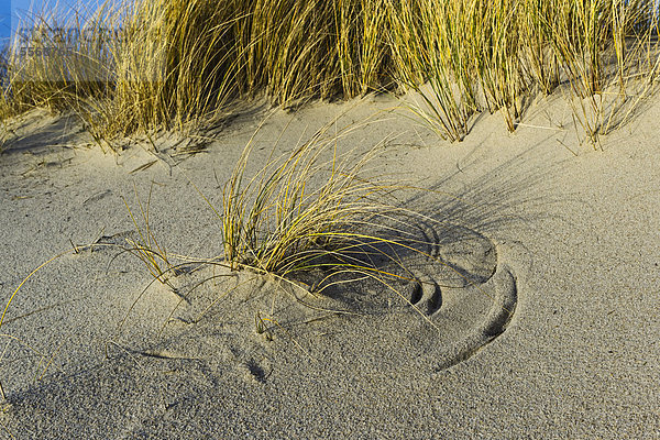 Strand und Dünen im Winter auf Sylt  Deutschland