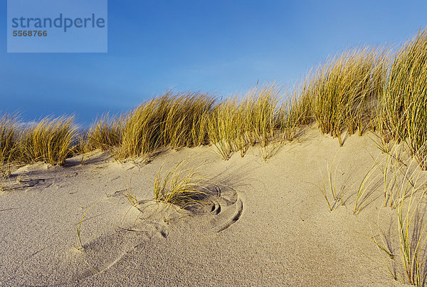 Strand und Dünen im Winter auf Sylt  Deutschland