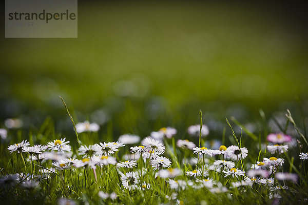 Gänseblümchen auf einer Wiese