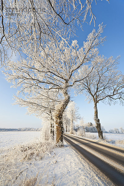 Winterliche Allee in Schleswig-Holstein  Deutschland