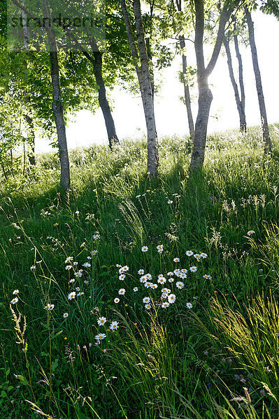 Wiese mit Gänseblümchen (Bellis sp.) und Birken (Betula sp.)  Haute-Loire  Auvergne  Frankreich  Europa