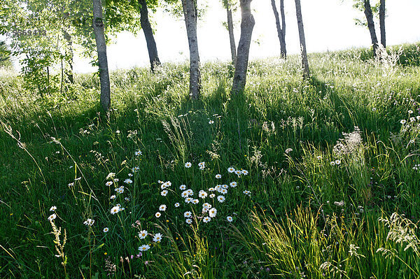 Wiese mit Gänseblümchen (Bellis sp.) und Birken (Betula sp.)  Haute-Loire  Auvergne  Frankreich  Europa