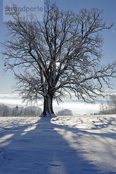Verschneiter Baum im Loisachtal auf die Berge um Bad Tölz  Eurasburg  Oberbayern  Bayern  Deutschland  Europa
