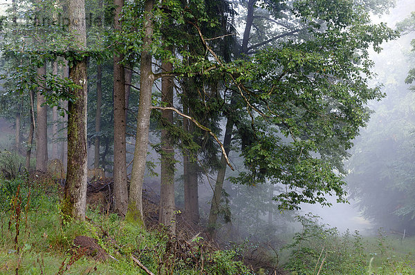 Tiefenbachtal  Naturpark Pfälzerwald  Pfälzer Wald  bei Edenkoben  Rheinland-Pfalz  Deutschland  Europa