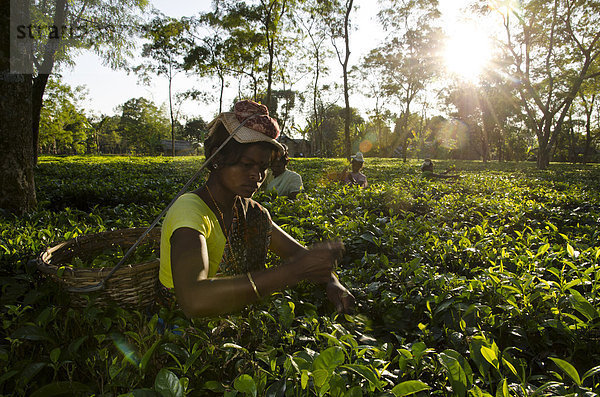 Teeblatt Frau Produktion Garten Asien Assam Indien zupfen Jahr
