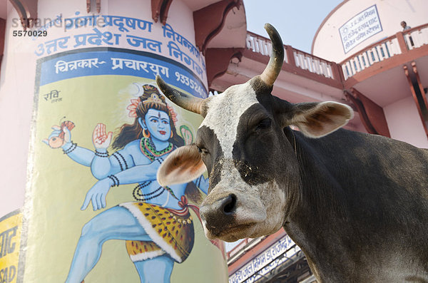 Heilige Kuh vor einem riesigen Gemälde von Shiva bei den Ghats von Varanasi  Uttar Pradesh  Indien  Asien