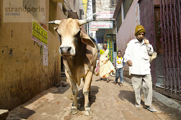 Heilige Kuh in den Straßen von Varanasi  Uttar Pradesh  Indien  Asien