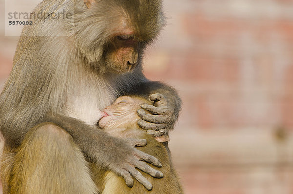 Rhesusaffen (Macaca mulatta)  Affenmutter beim Stillen ihres Babys  an den Außenmauern des Taj Mahal  Agra  Uttar Pradesh  Indien  Asien