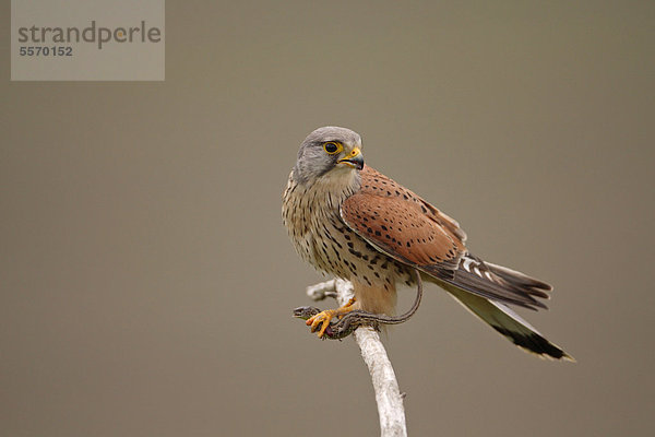 Turmfalke (Falco tinnunculus)  ausgewachsenes Männchen mit erbeuteter Zauneidechse (Lacerta agilis) zwischen den Krallen  Ungarn  Europa