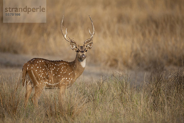 Axishirsch  Chital (Axis axis)  ausgewachsenes Männchen steht im Gras  Kanha-Nationalpark  Madhya Pradesh  Indien  Asien