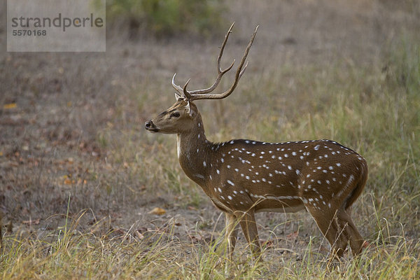 Axishirsch  Chital (Axis axis)  ausgewachsenes Männchen steht im Gras  Kanha-Nationalpark  Madhya Pradesh  Indien  Asien