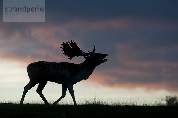 Damhirsch (Dama dama)  röhrendes Männchen während der Brunftzeit  Silhouette bei Sonnenuntergang  Kent  England  Großbritannien  Europa