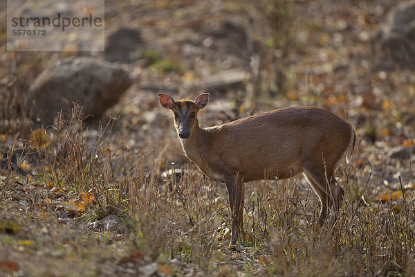 Indisches Muntjak (Muntiacus muntjak)  ausgewachsenes Weibchen steht im Gras  Kanha-Nationalpark  Madhya Pradesh  Indien  Asien