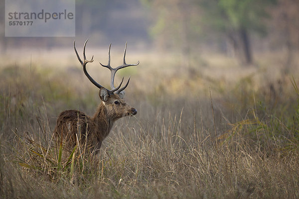 Hochland-Barasingha (Rucervus duvaucelii branderi)  seltene 'Hard ground'-Form von Kanha  ausgewachsenes Männchen beim Fressen im hohen Gras  Kanha-Nationalpark  Madhya Pradesh  Indien  Asien