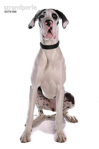 Haushund  deutsche Dogge  Harlekin  ausgewachsenes Weibchen  mit Halsband  sitzend