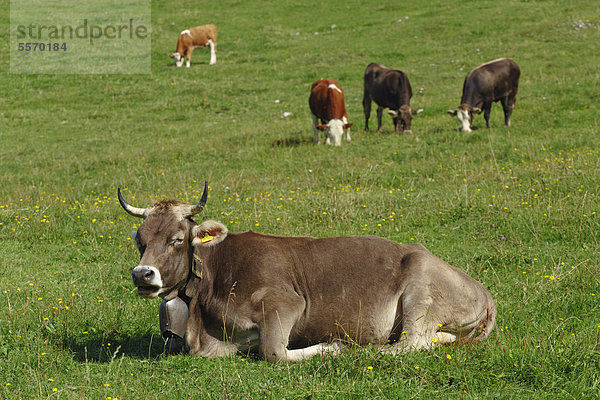 Junge Rinder (Bos primigenius taurus) weiden auf der Alp  Oberstdorf  Allgäu  Bayern  Deutschland  Europa  ÖffentlicherGrund