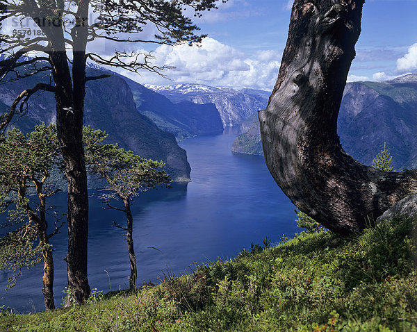 Aurlandsfjord  Aurland  Sogn og Fjordane  Norwegen  Skandinavien  Europa