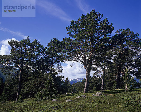 Landschaft mit Kiefern (Pinus sylvestris) oberhalb des Aurlandsfjords  Aurland  Sogn og Fjordane  Norwegen  Skandinavien  Europa