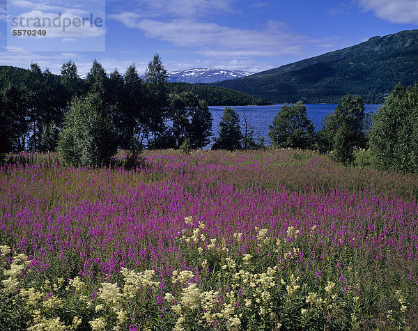Landschaft bei Mosjöen  Echtes Mädesüß (Filipendula ulmaria) Schmalblättriges Weidenröschen (Epilobium angustifolium)  Nordland  Norwegen  Skandinavien  Europa