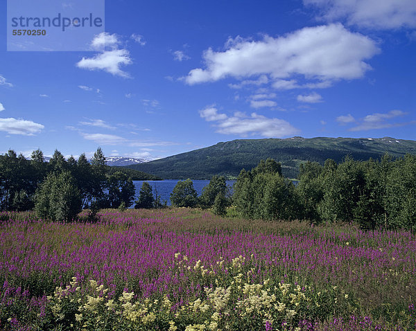 Landschaft bei Mosjöen  Echtes Mädesüß (Filipendula ulmaria) Schmalblättriges Weidenröschen (Epilobium angustifolium)  Nordland  Norwegen  Skandinavien  Europa