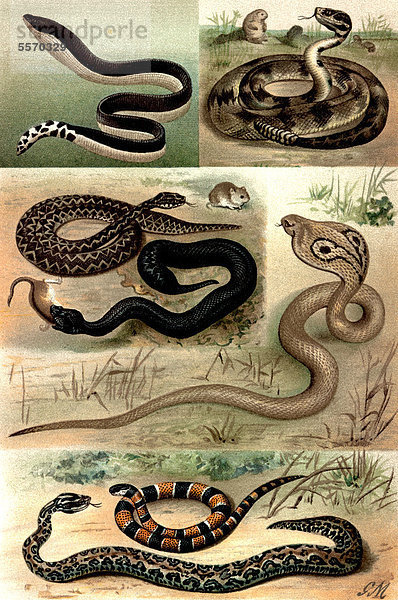 Historische Zeichnung aus dem 19. Jahrhundert  Darstellung von Giftschlangen
