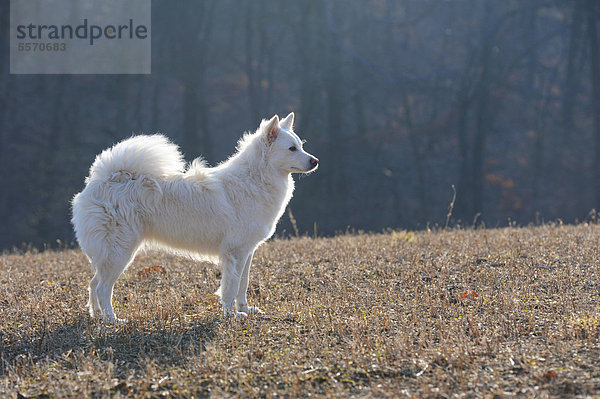 Spitz-Mischling  stehend auf Wiese