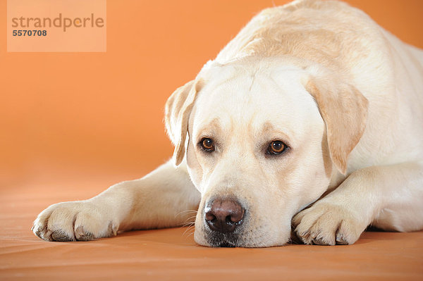Gelber Labrador Retriever liegend  Kopf am Boden