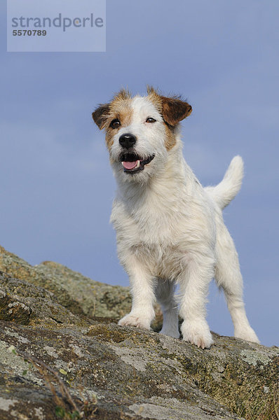 Jack Russell Terrier  stehend auf Felsen