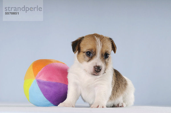 Jack Russell Terrier Welpe  sitzend neben buntem Ball