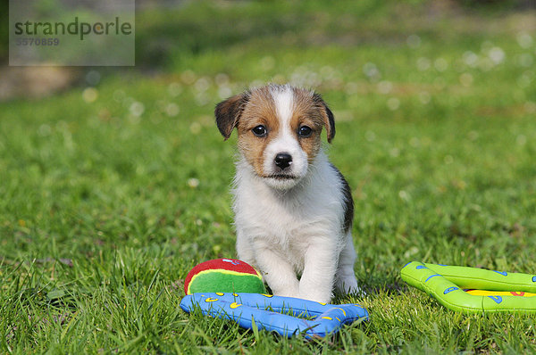 Jack Russell Terrier Welpe neben Spielzeug in Wiese
