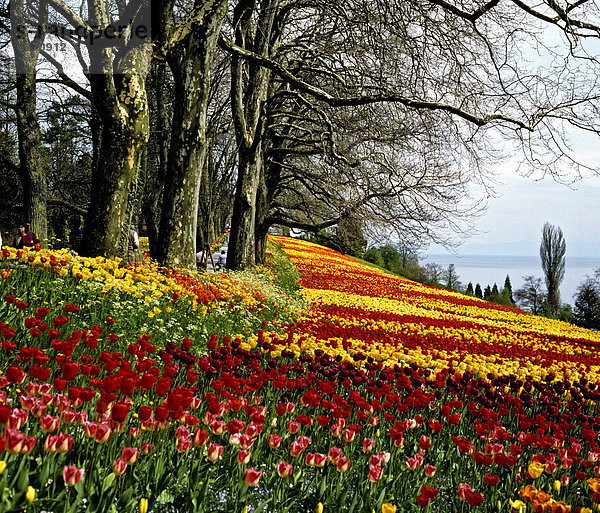 Tulpenfelder im Frühling  Blumeninsel Mainau am Bodensee  Park  Baden-Württemberg  Deutschland  Europa