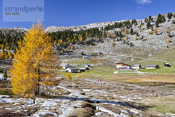 Farbaufnahme Farbe Hütte Europa über Tal Natur Herbst Rückansicht Dolomiten Lärche Trentino Südtirol Italien