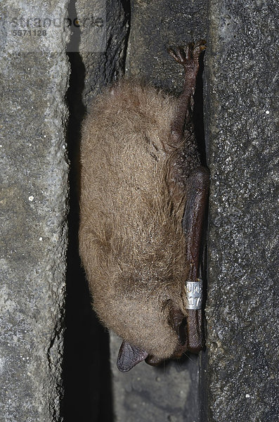 Beringte Wasserfledermaus (Myotis daubentoni)  Art des Anhangs IV der FFH-Richtlinie  im Winterquartier  Winterruhe  Topor  Stollen  Kiel  Schleswig-Holstein  Deutschland  Europa