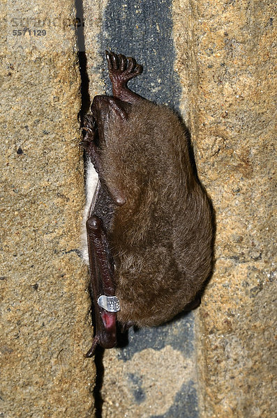 Beringte Wasserfledermaus (Myotis daubentoni)  Art des Anhangs IV der FFH-Richtlinie  im Winterquartier  Winterruhe  Topor  Stollen  Kiel  Schleswig-Holstein  Deutschland  Europa