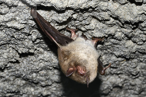 Wasserfledermaus (Myotis daubentoni)  Art des Anhangs IV der FFH-Richtlinie  im Winterquartier  Winterruhe  Topor  Stollen  Kiel  Schleswig-Holstein  Deutschland  Europa