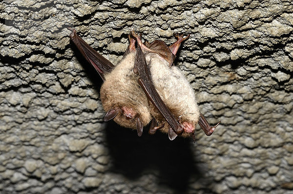 Wasserfledermäuse (Myotis daubentoni)  Art des Anhangs IV der FFH-Richtlinie  im Winterquartier  Winterruhe  Topor  Stollen  Kiel  Schleswig-Holstein  Deutschland  Europa