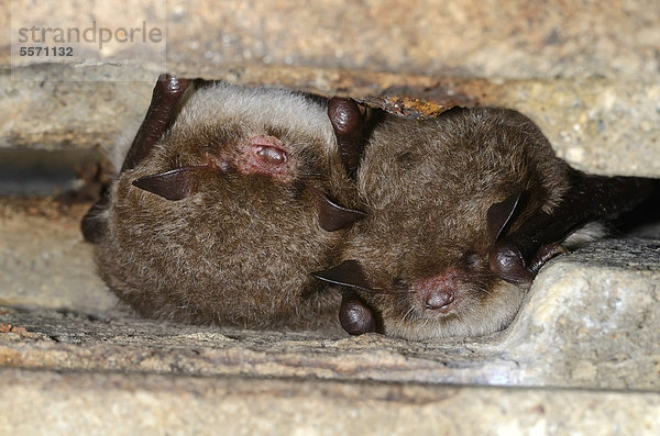 Wasserfledermäuse (Myotis daubentoni)  Art des Anhangs IV der FFH-Richtlinie  im Winterquartier  Winterruhe  Topor  Stollen  Kiel  Schleswig-Holstein  Deutschland  Europa