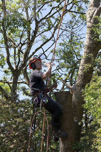 Baum-Chirurg arbeitet hoch in einem Baum mit einer Kettensäge und nimmt Schluck aus Wasserflasche  Baumfällung  Hampshire  England  Großbritannien  Europa