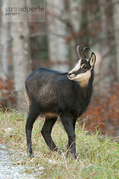 Gämse (Rupicapra rupicapra)  Stallental  Karwendel-Gebirge  Tirol  Österreich  Europa