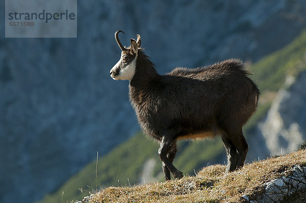 Gämse (Rupicapra rupicapra)  Kelberg  Karwendel-Gebirge  Tirol  Österreich  Europa