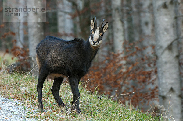 Gämse (Rupicapra rupicapra)  Stallental  Karwendel-Gebirge  Tirol  Österreich  Europa