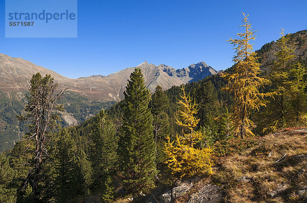 Herbstliche Gebirgslandschaft  dahinter Lehner Grießkögel und Hairlacher Seekopf  Geigenkamm  von nahe Brechsee aus gesehen  Pitztal  Tirol  Österreich  Europa