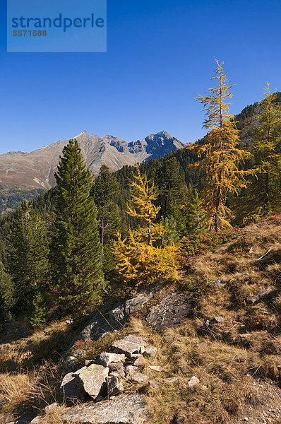 Herbstliche Gebirgslandschaft  dahinter Lehner Grießkögel und Hairlacher Seekopf  Geigenkamm  von nahe Brechsee aus gesehen  Pitztal  Tirol  Österreich  Europa